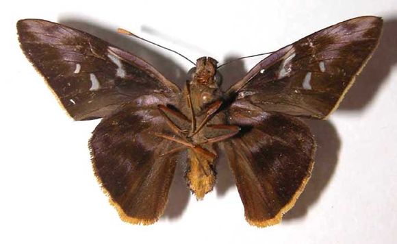 Image of <i>Perichares deceptus</i> Butler & Druce 1872