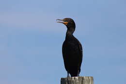 Plancia ëd Phalacrocorax auritus auritus (Lesson & R 1831)