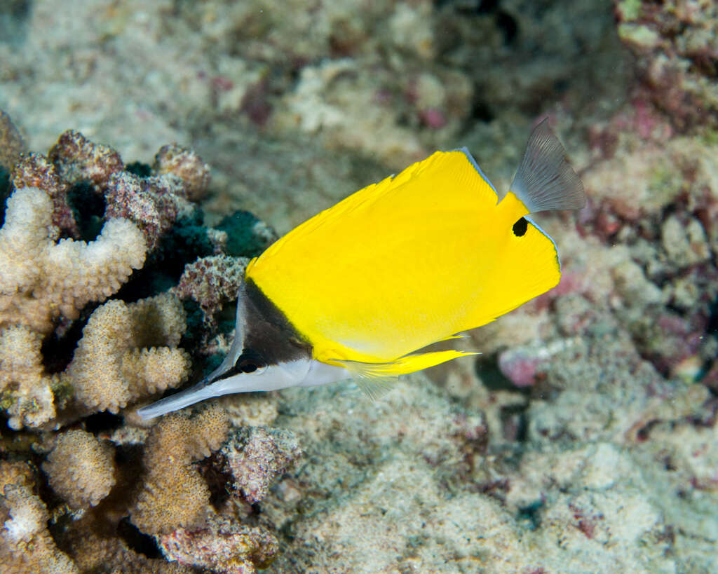 Image of Longnose butterflyfishes