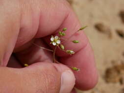 Image of Savignya parviflora (Delile) Webb