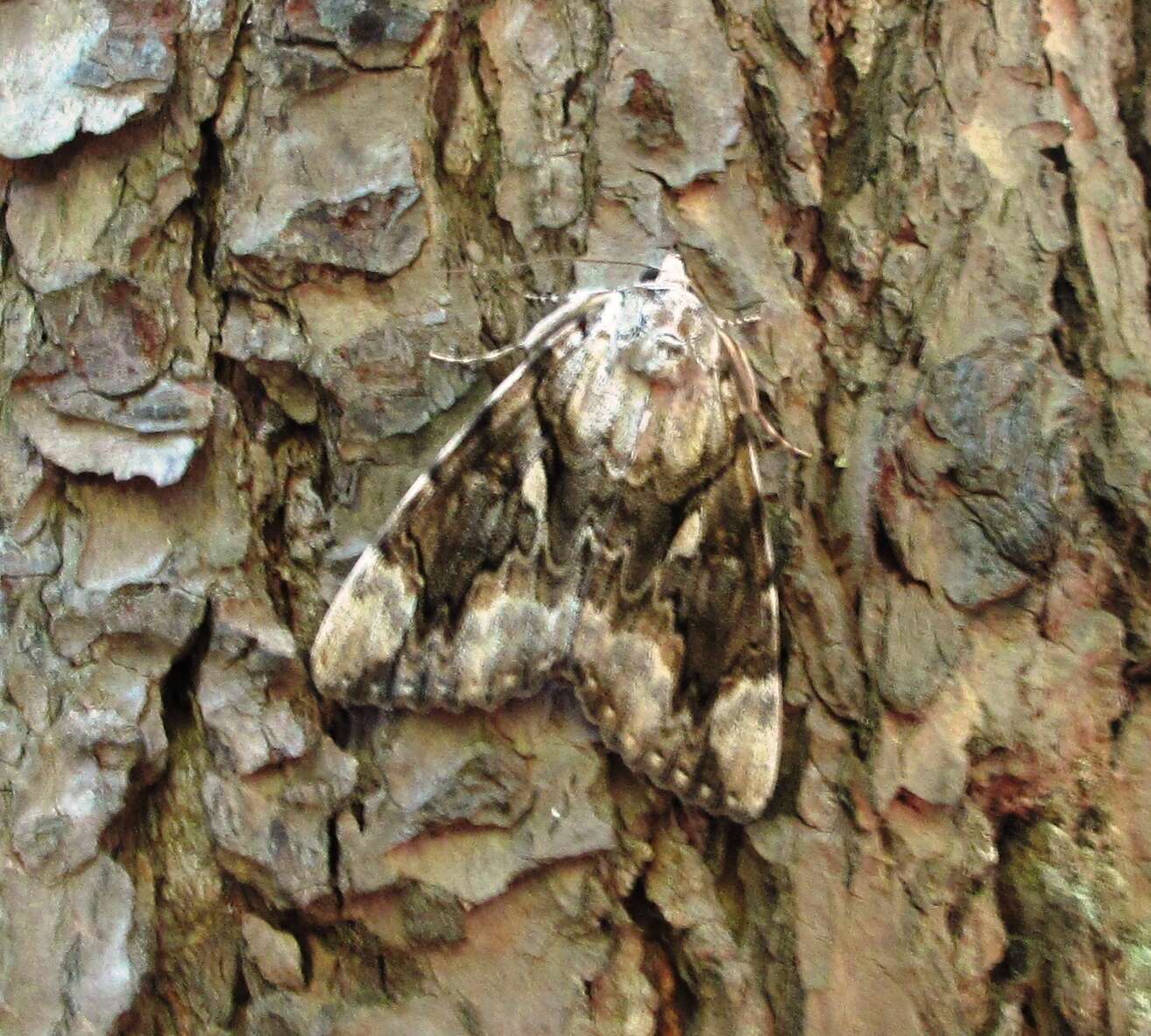 Image of Yellow-banded Underwing