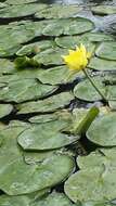 Image of yellow waterlily