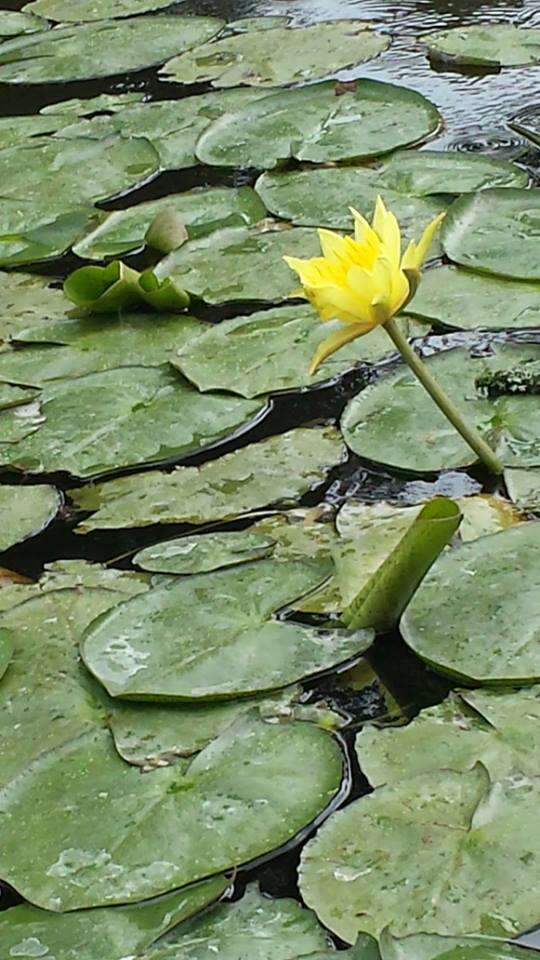 Image de Nymphaea mexicana Zucc.