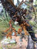 Image of western dwarf mistletoe