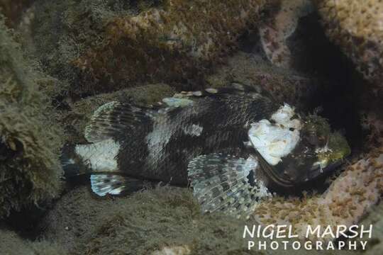 Image of Chained scorpionfish