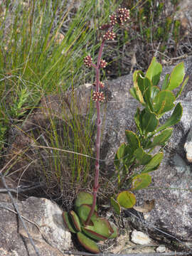 Image of Redleaf crassula