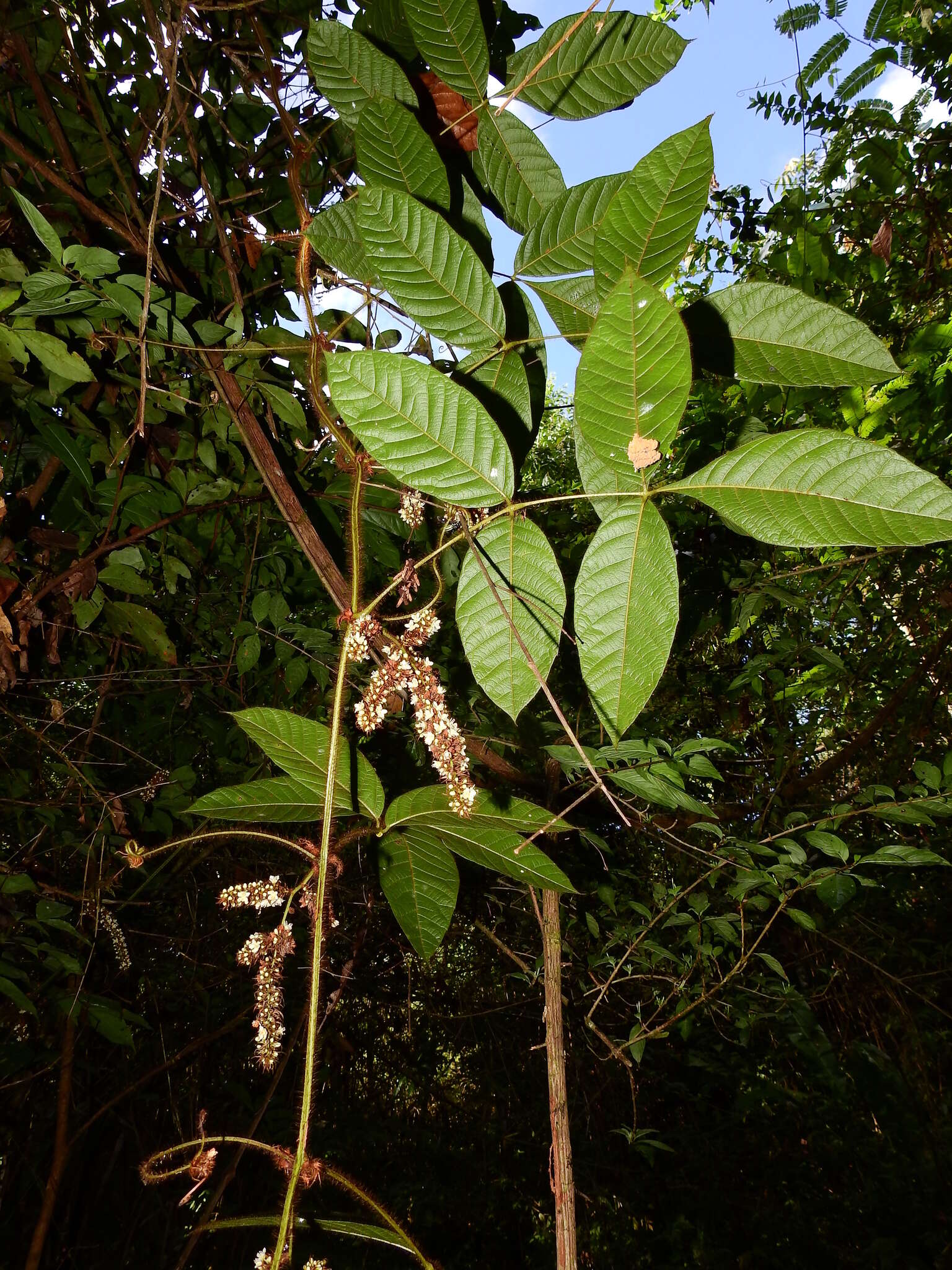 Слика од Paullinia rubiginosa Cambess.