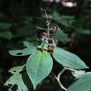 Image of Miconia pittieri Cogn.