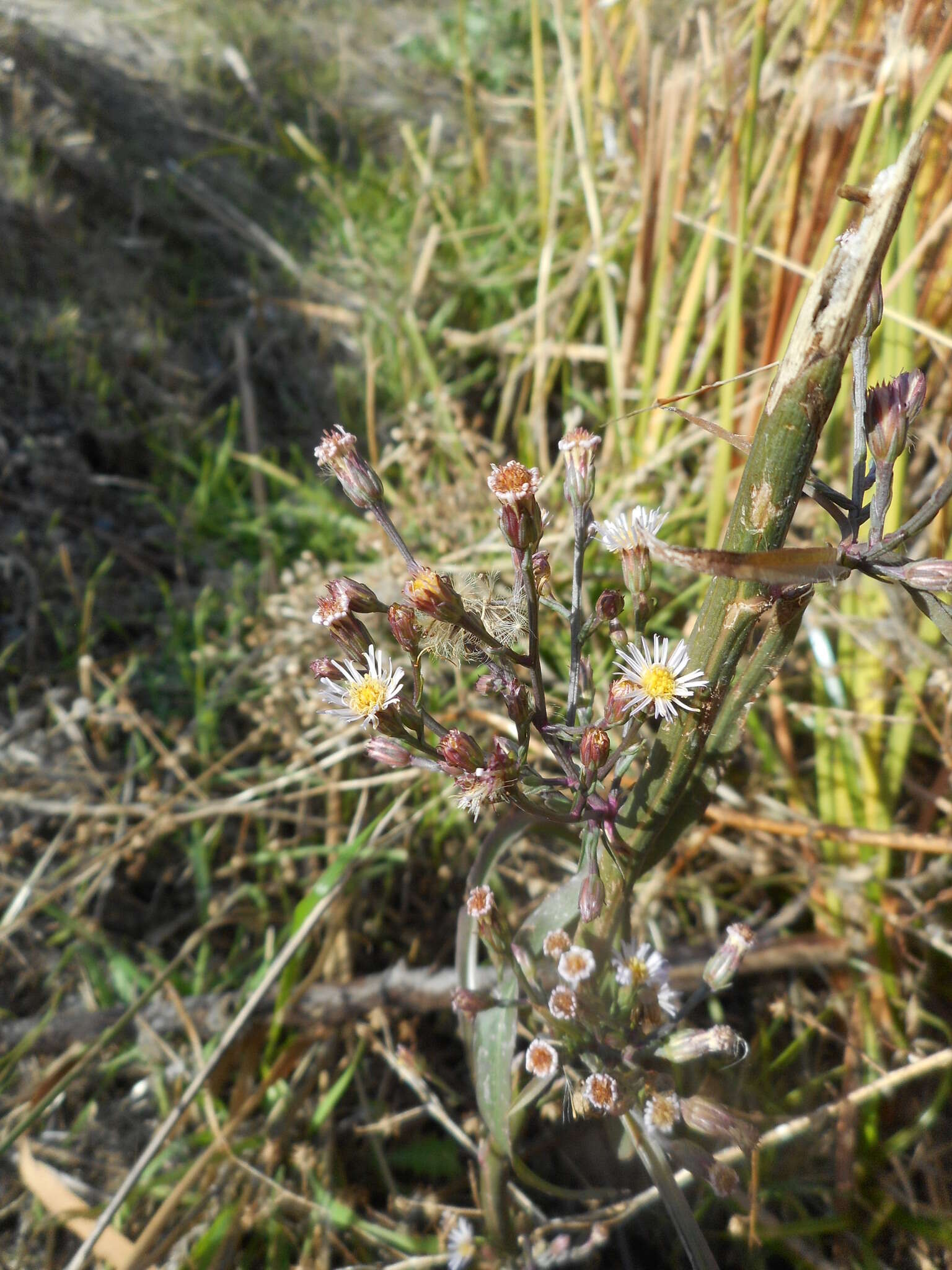 Image of Seaside American-Aster