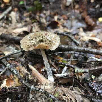 Image of Bolbitius muscicola (G. Stev.) Watling 1981