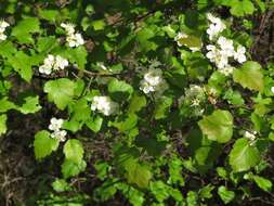 Image of Copenhagen hawthorn