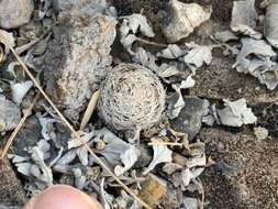 Image of Mammillaria lasiacantha subsp. lasiacantha