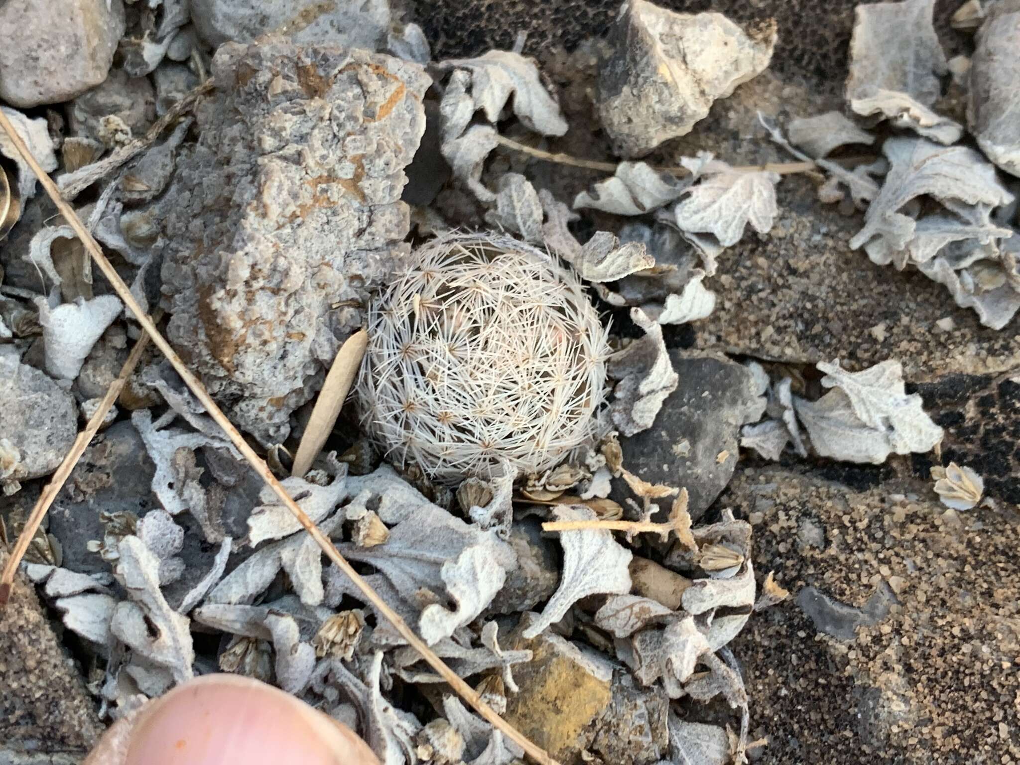 Image of Mammillaria lasiacantha subsp. lasiacantha