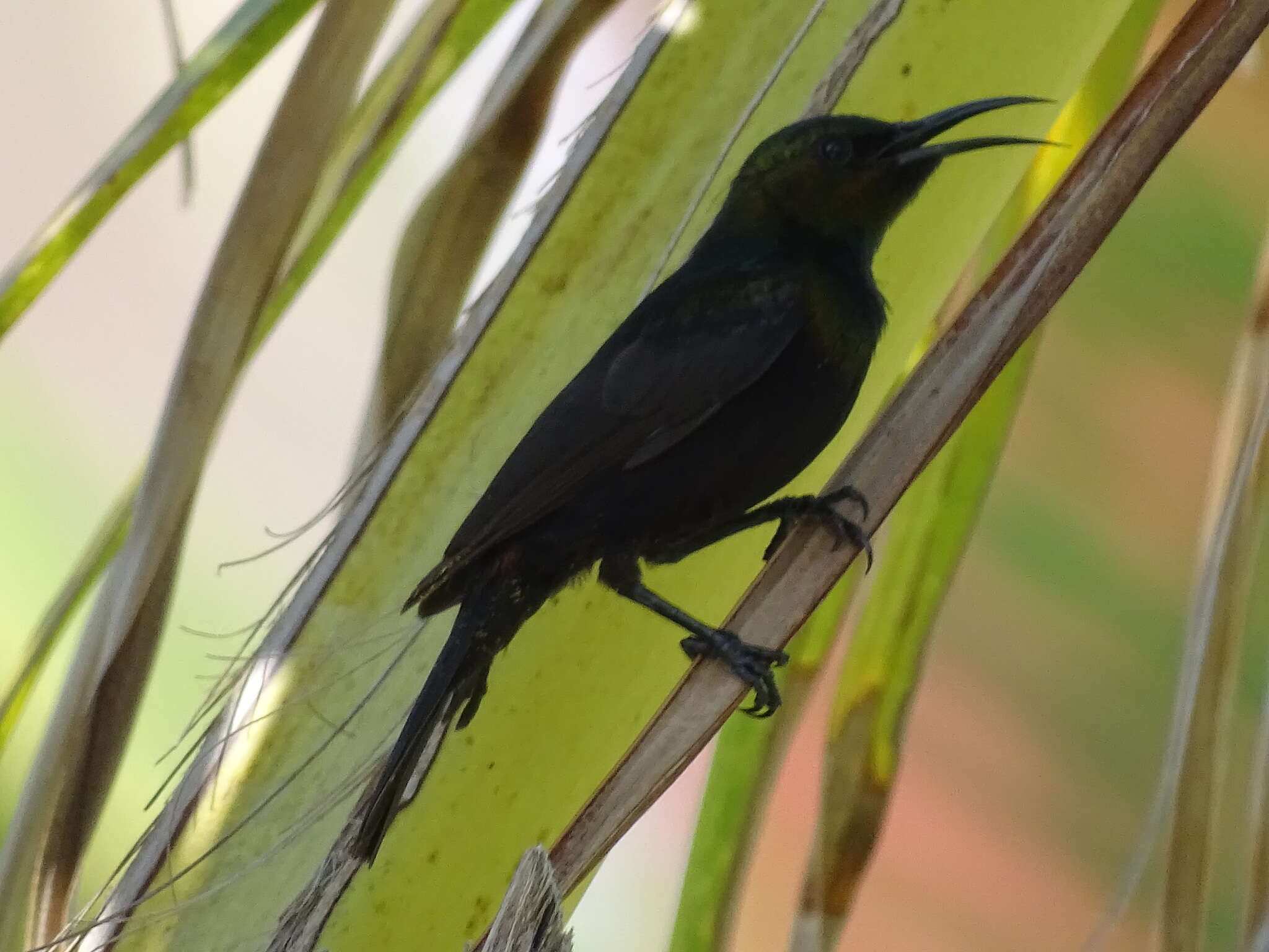 Image of Purple-banded Sunbird