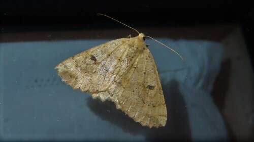 Image of Kawakawa looper moth