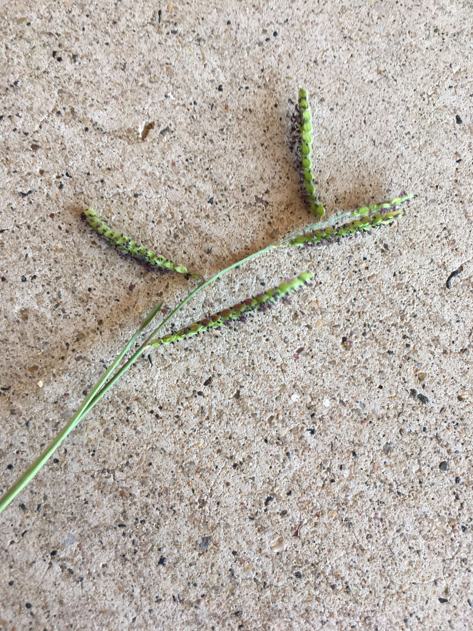 Image of dallisgrass