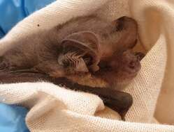 Image of Gould's Long-eared Bat