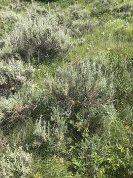 Image of Wyoming big sagebrush