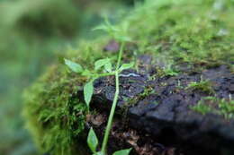 Image of Stellaria flaccida Hook.