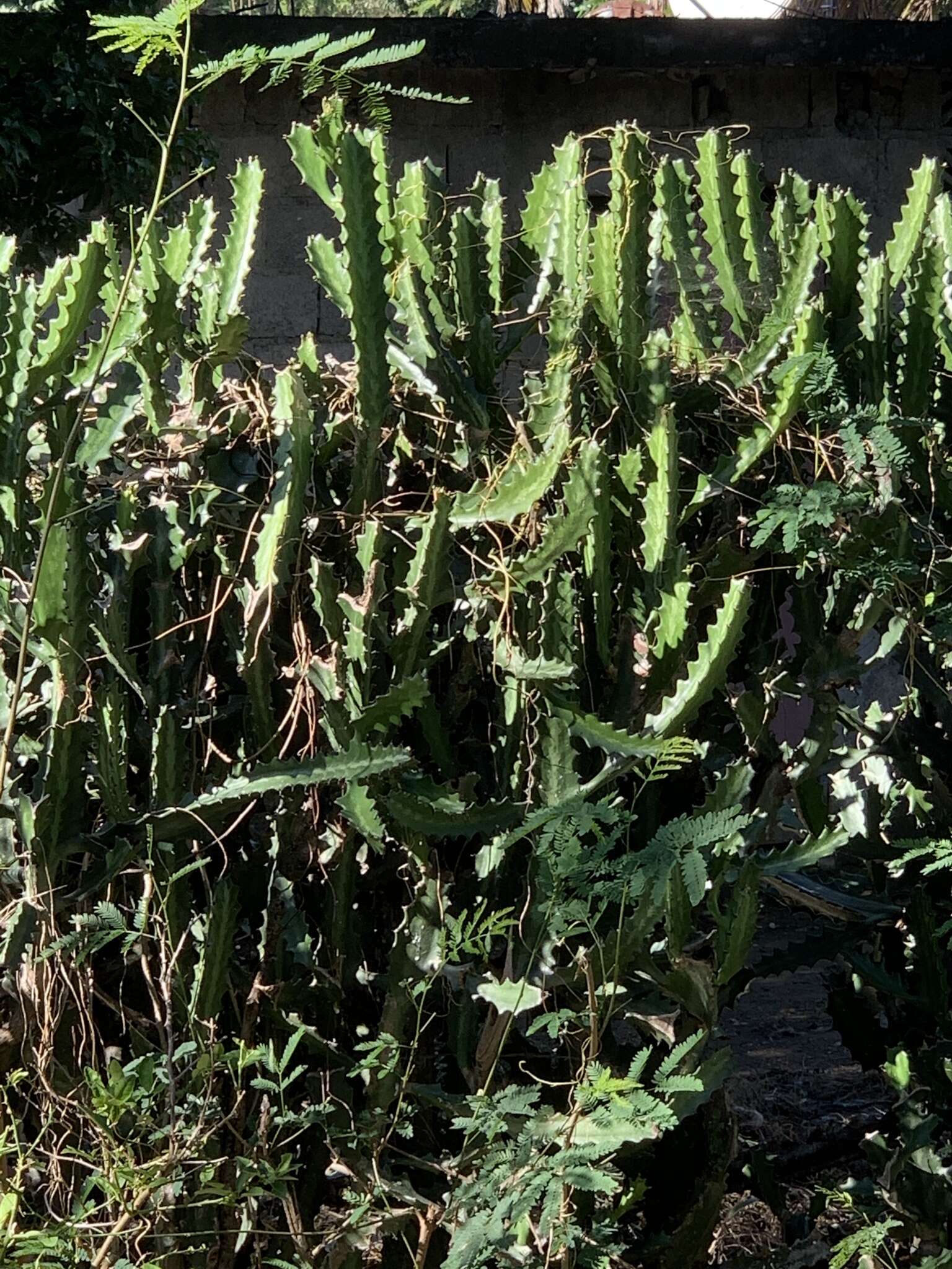 Euphorbia lactea Haw. resmi