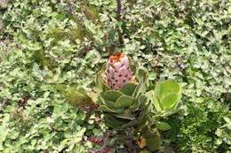 Imagem de Protea speciosa (L.) L.