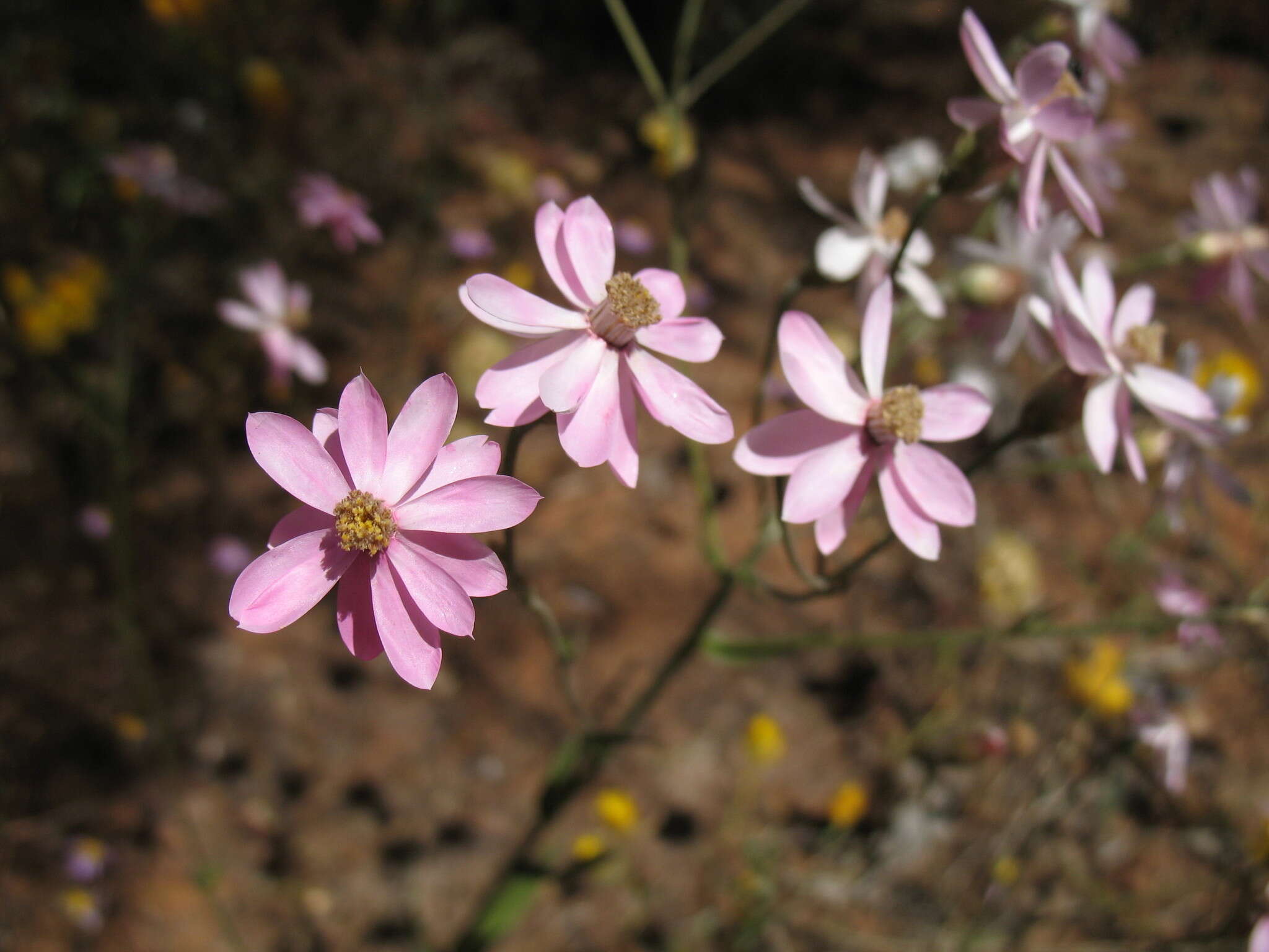 Schoenia resmi