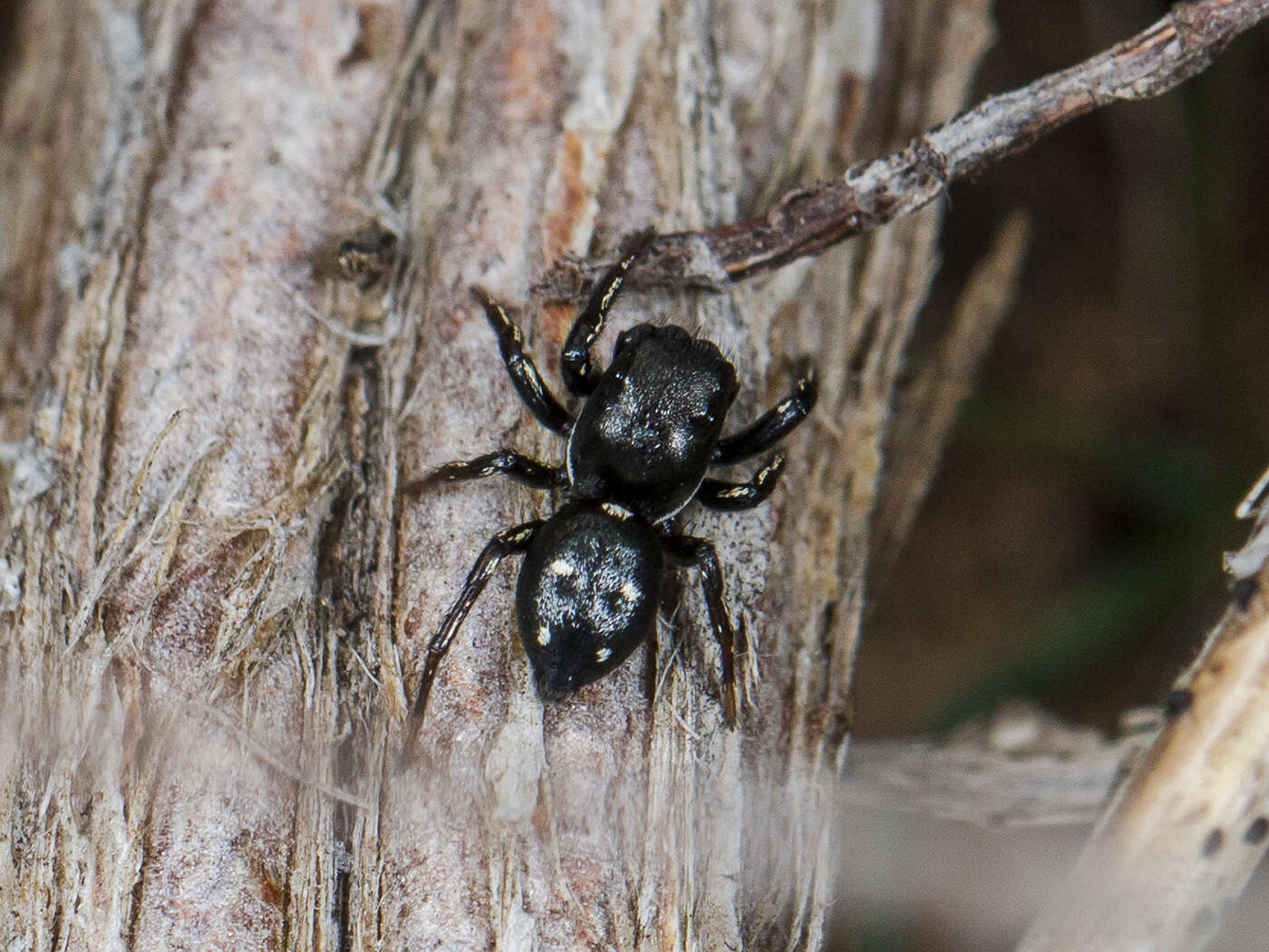 Image of Heliophanus chovdensis Prószyński 1982