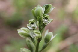 Image of Chloraea membranacea Lindl.