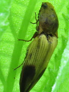 Image of Elateridae