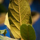 Imagem de Prunus zingii Standl.