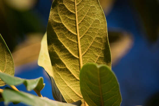 Imagem de Prunus zingii Standl.