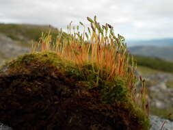 Image of pinkstink dung moss