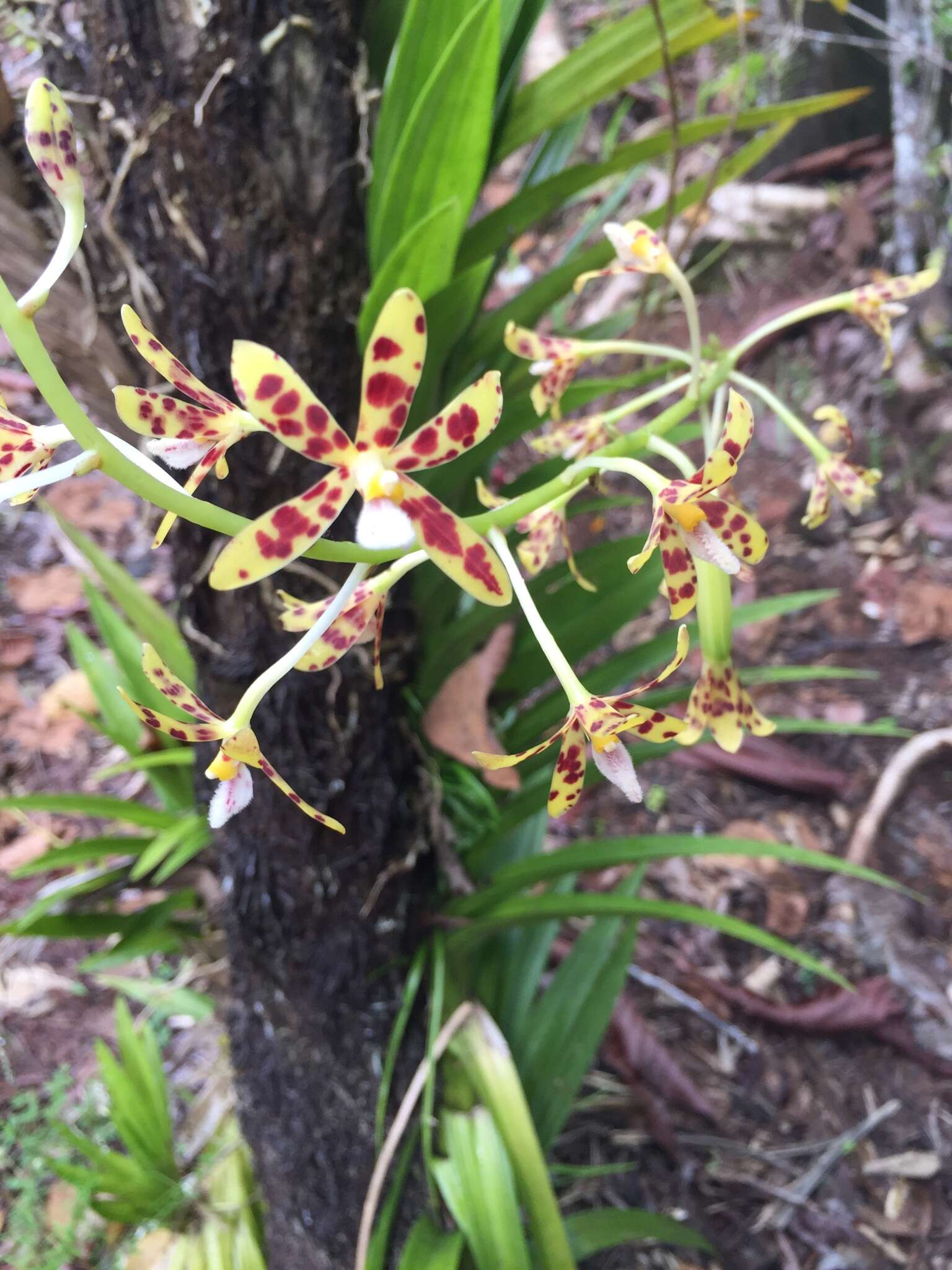 Imagem de Dipodium freycinetioides Fukuy.