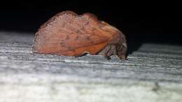 Image of American Lappet Moth