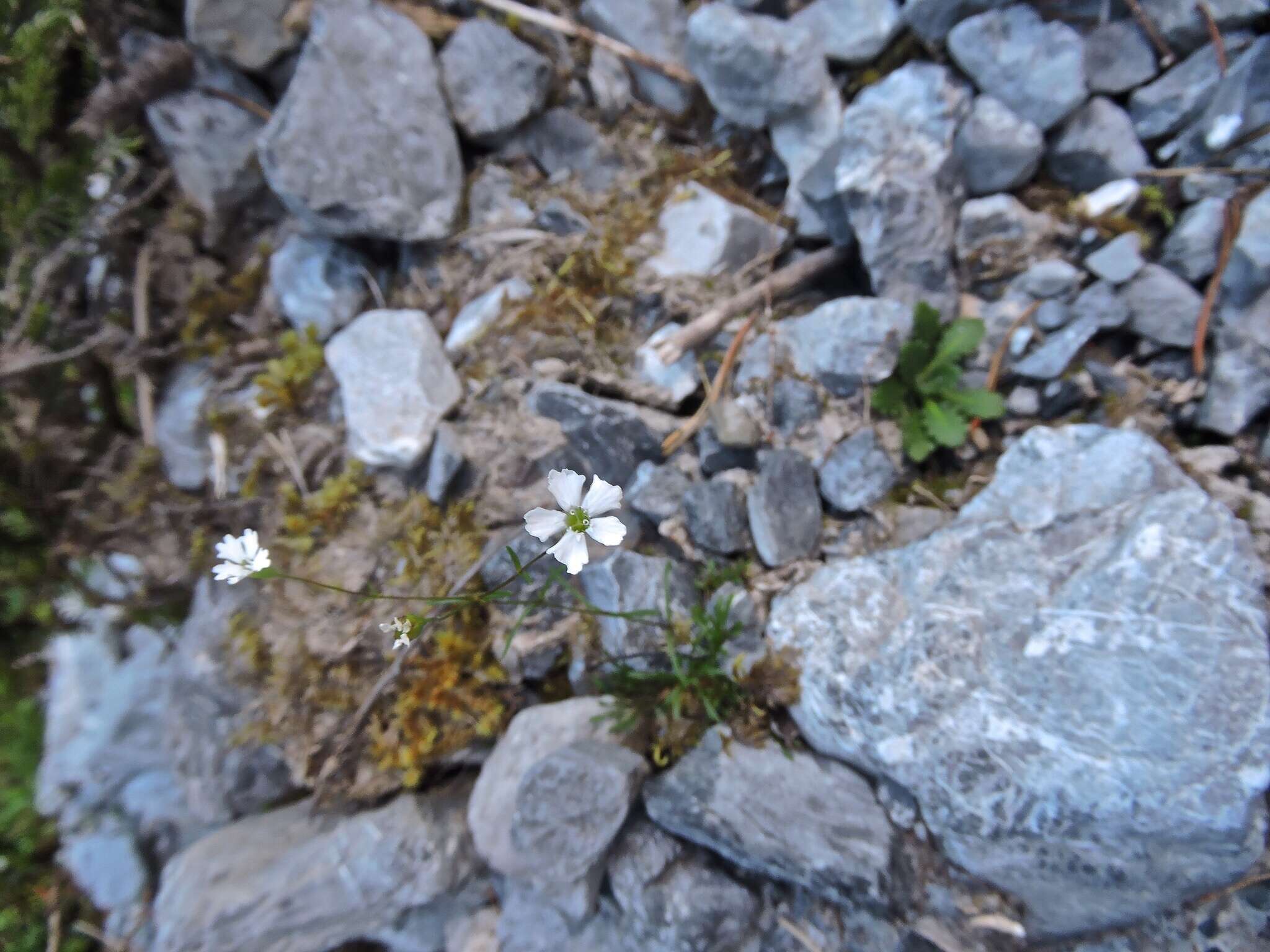 Image de Heliosperma pusillum (Waldst. & Kit.) Rchb.