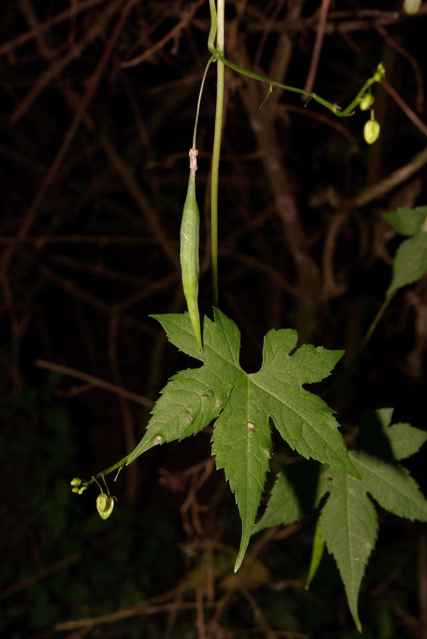 Image of Ceratiosicyos laevis (Thunb.) A. Meeuse