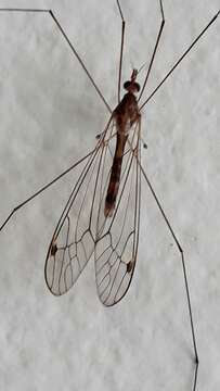 Megistocera longipennis (Macquart 1838)的圖片