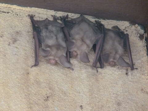 Image of pallid bat