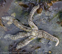 Image of Mottled star