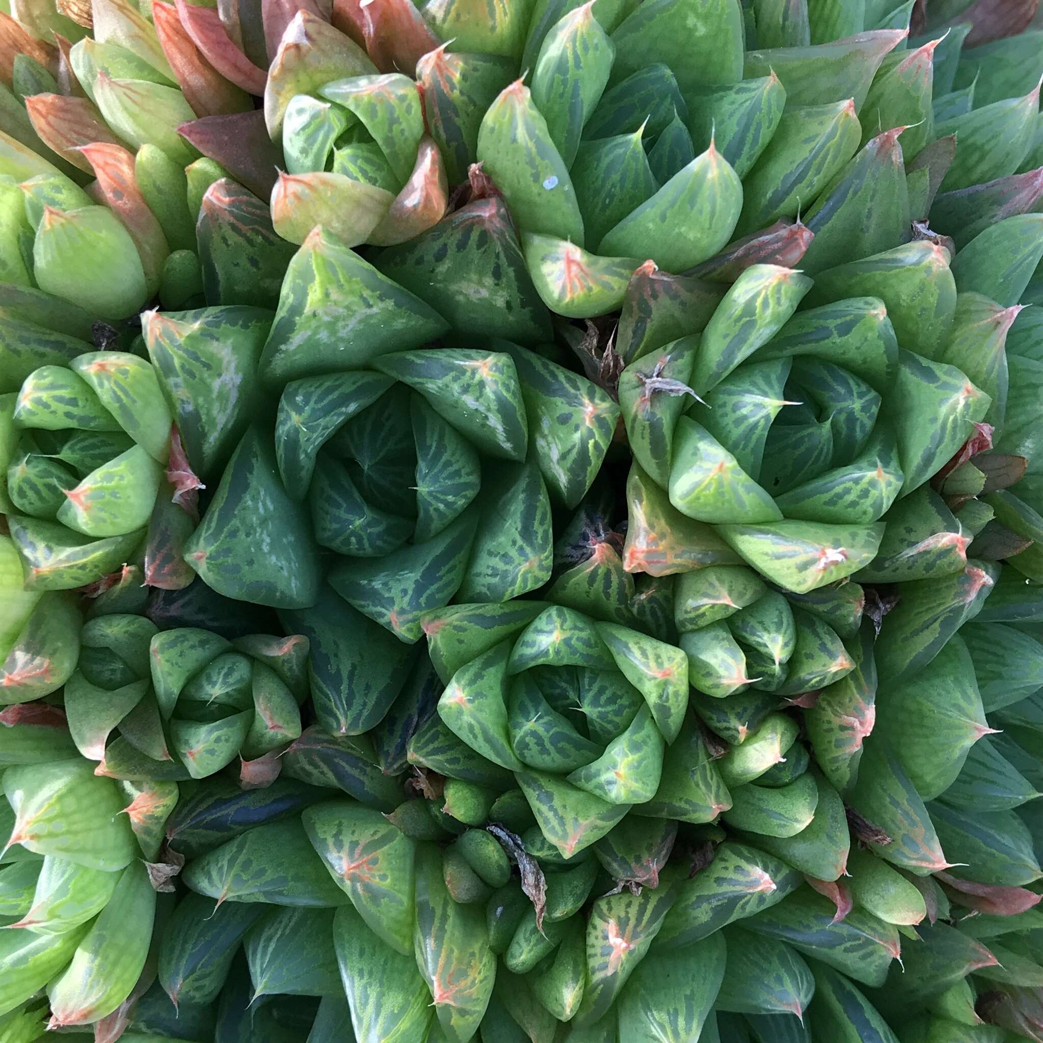 Image of Haworthia cymbiformis (Haw.) Duval