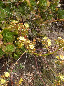 Image of Aeonium glutinosum (Ait.) Webb & Berth.