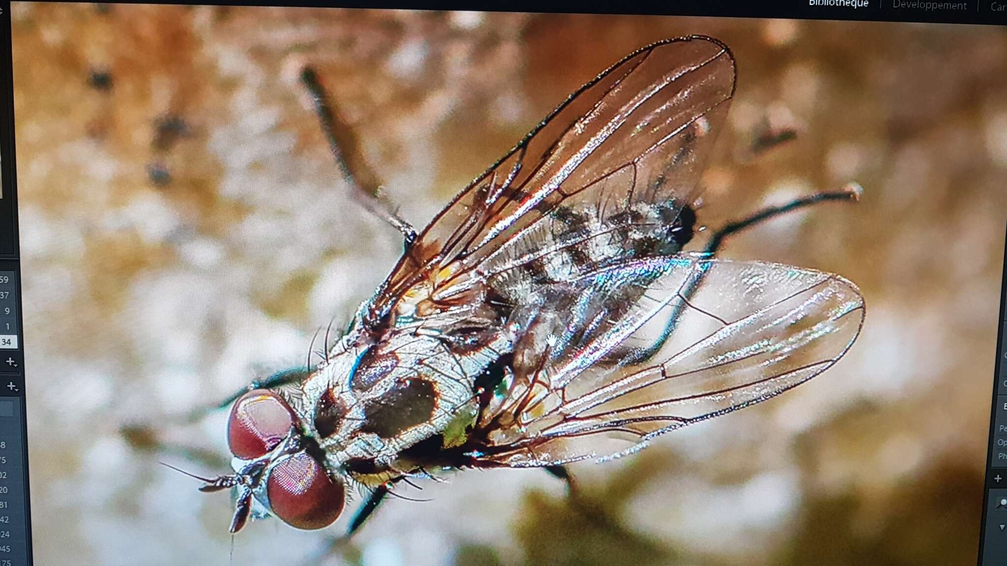 Image of Anthomyia procellaris Rondani 1866