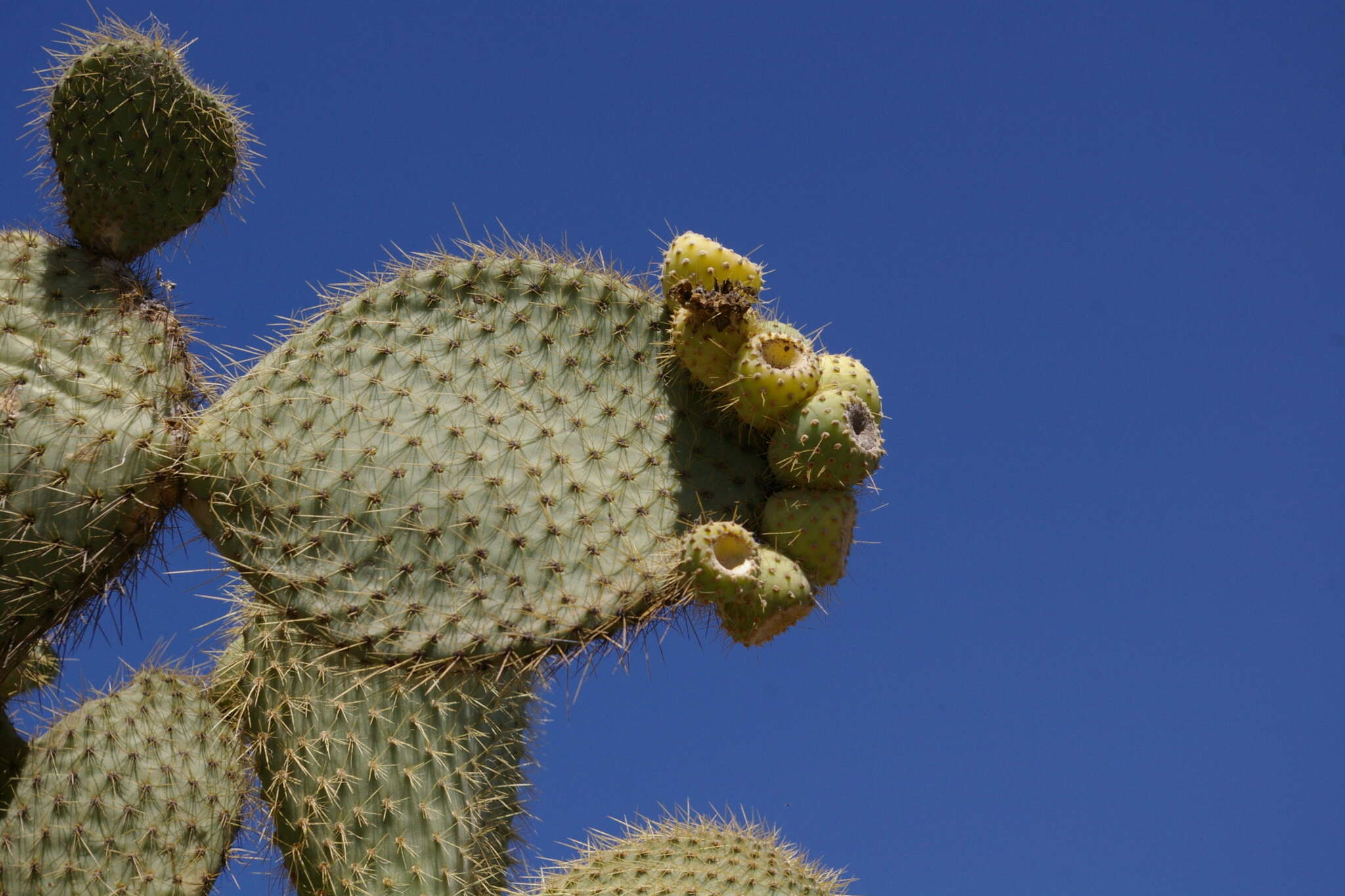 Plancia ëd Opuntia leucotricha DC.