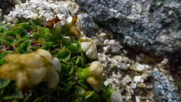 Plancia ëd Myosotis retrorsa Meudt, Prebble & Hindm.-Walls