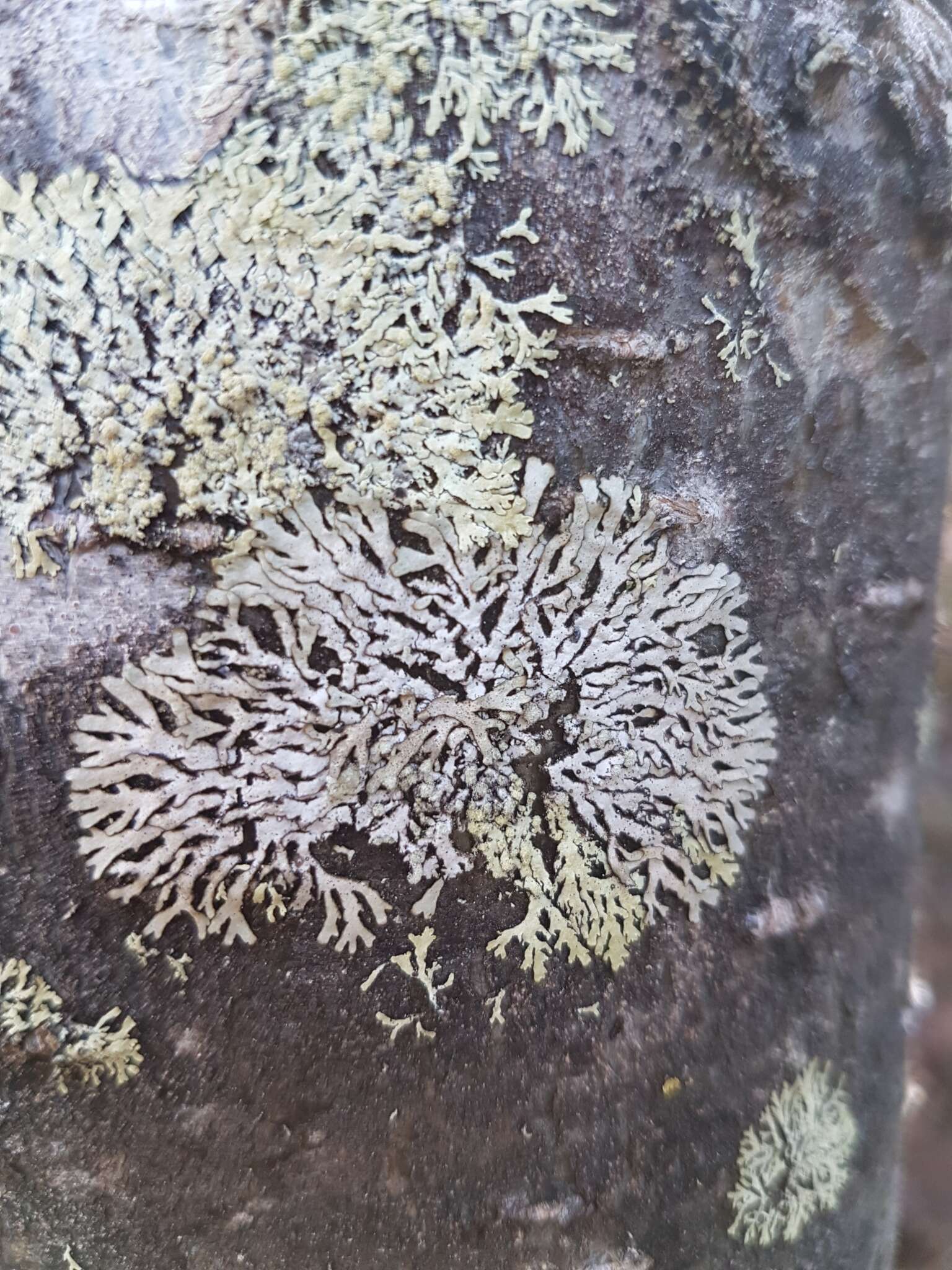 Image of bran lichen