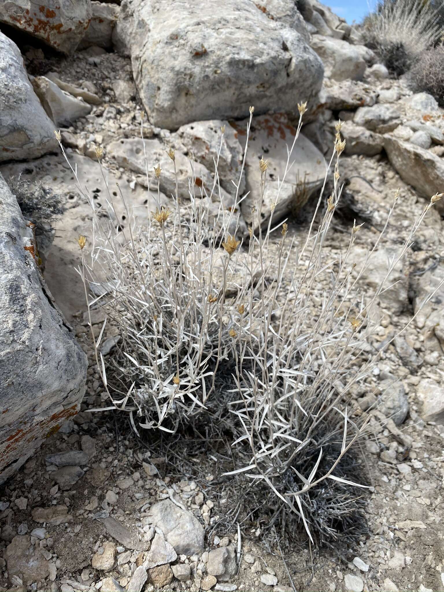 Image of Panamint rock goldenrod