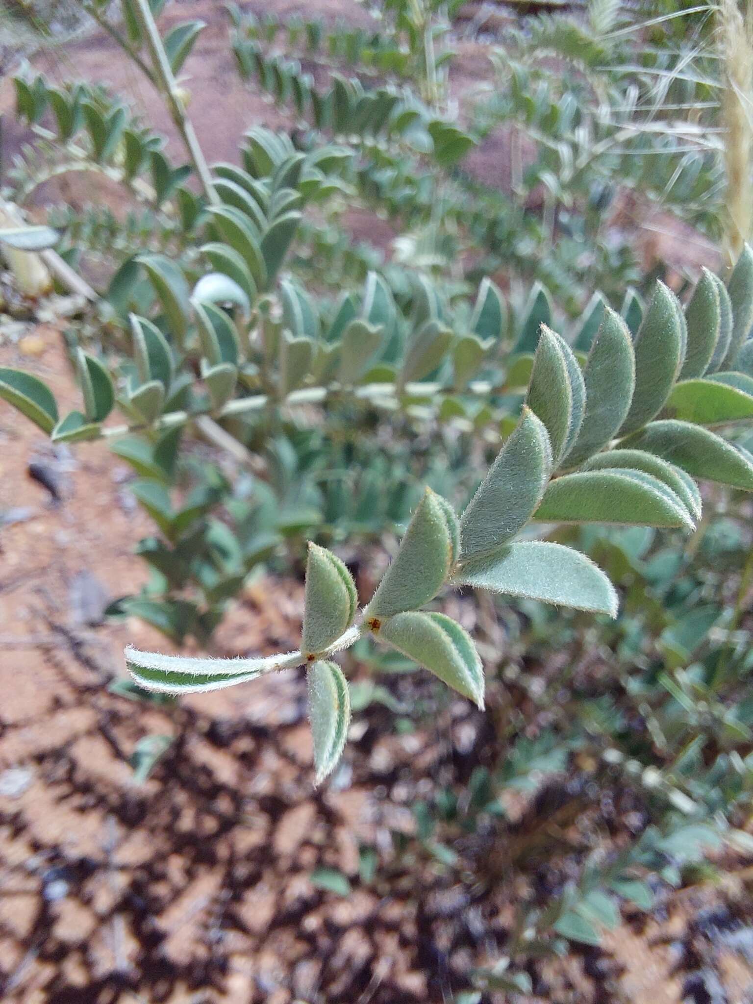 Indigofera mollicoma N. E. Br.的圖片