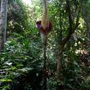 Amorphophallus gigas Teijsm. & Binn. resmi