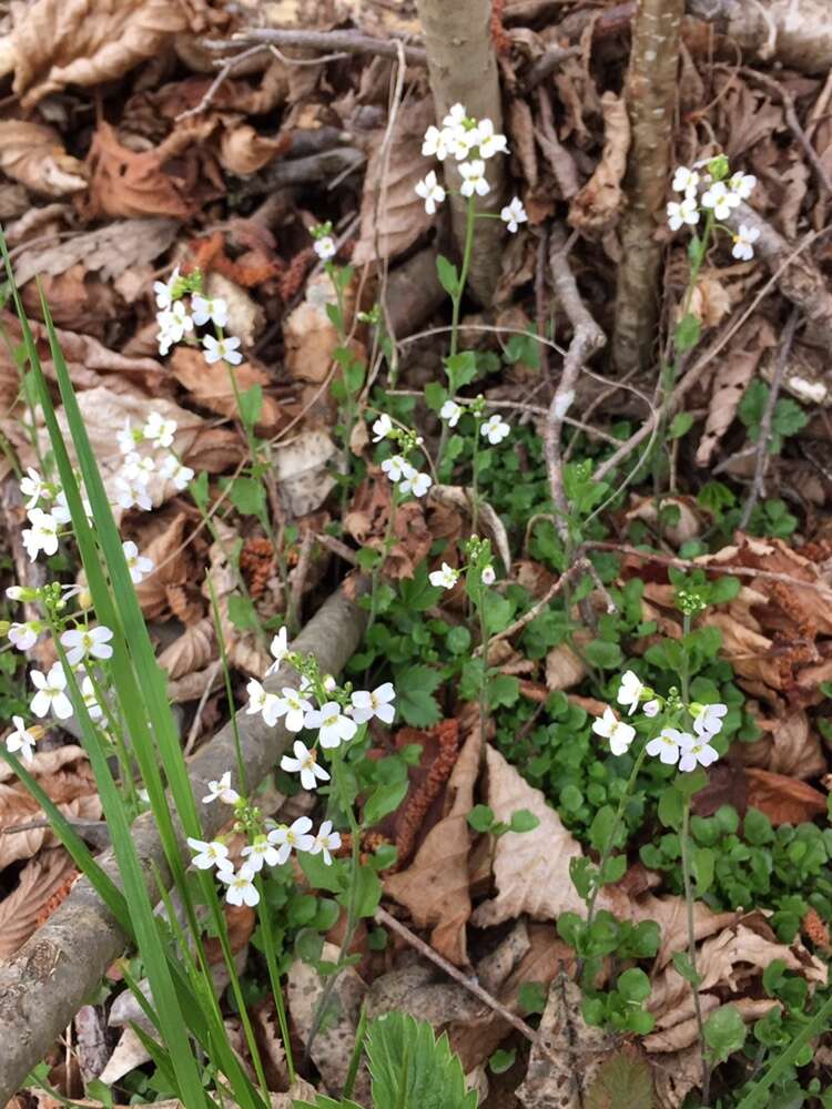 Image of Arabidopsis halleri (L.) O'Kane & Al-Shehbaz