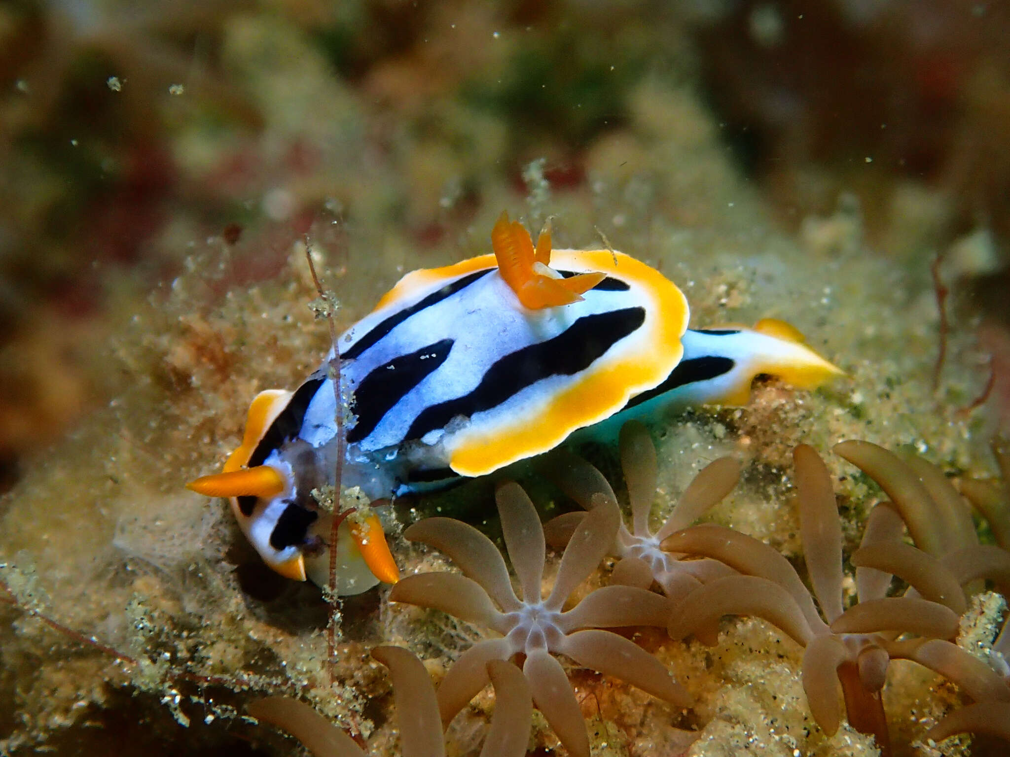 Image de Chromodoris strigata Rudman 1982